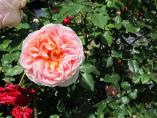 Garten_Tierarzt__53.JPG