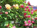 Garten_Tierarzt__54.JPG