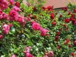 Garten_Tierarzt__55.JPG