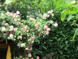 Garten_Tierarzt__56.JPG