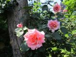Garten_Tierarzt__57.JPG