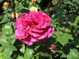 Garten_Tierarzt__59.JPG