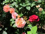 Garten_Tierarzt__60.JPG