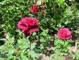 Garten_Tierarzt__63.JPG