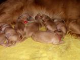 g118_Lunas_Babys_2012_102.JPG
