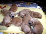 g118_Lunas_Babys_2012_106.jpg