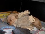 g118_Lunas_Babys_2012_108.jpg