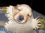 g118_Lunas_Babys_2012_109.jpg