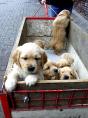 g118_Lunas_Babys_2012_116.jpg