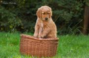 Lunas_Welpen_2014_01.08.14_2.jpg