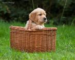 Lunas_Welpen_2014_01.08.14_7.jpg