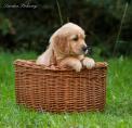 Lunas_Welpen_2014_01.08.14_8.jpg