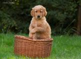 Lunas_Welpen_2014_01.08.14_9.jpg